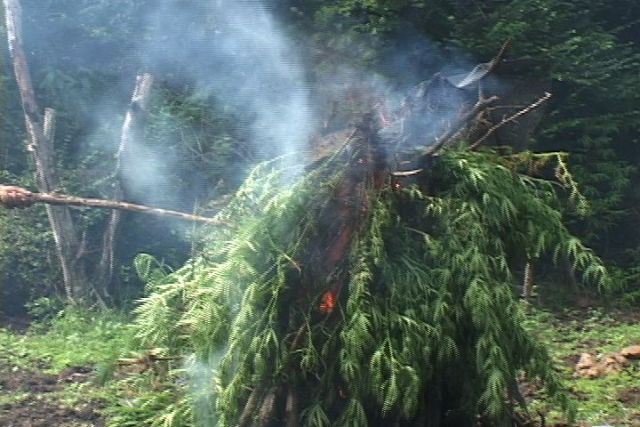 Police burning marijuana find, too big to be transported in the area where hundreds of trees were uprooted by members of the Task Force on Nevis